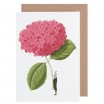 Laura Stoddart Pink Hydrangea Greeting Card 