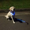 Blue LED Light Up Dog Collar & Matching Lead