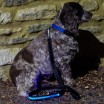 Blue LED Light Up Dog Lead