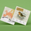 Plego 3D Erithacus Rubecula Paper Bird Kit