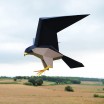 Plego Falco Peregrinus Paper Bird Kit