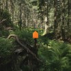 Zwitscherbox Birdsong Motion Sensor - Orange